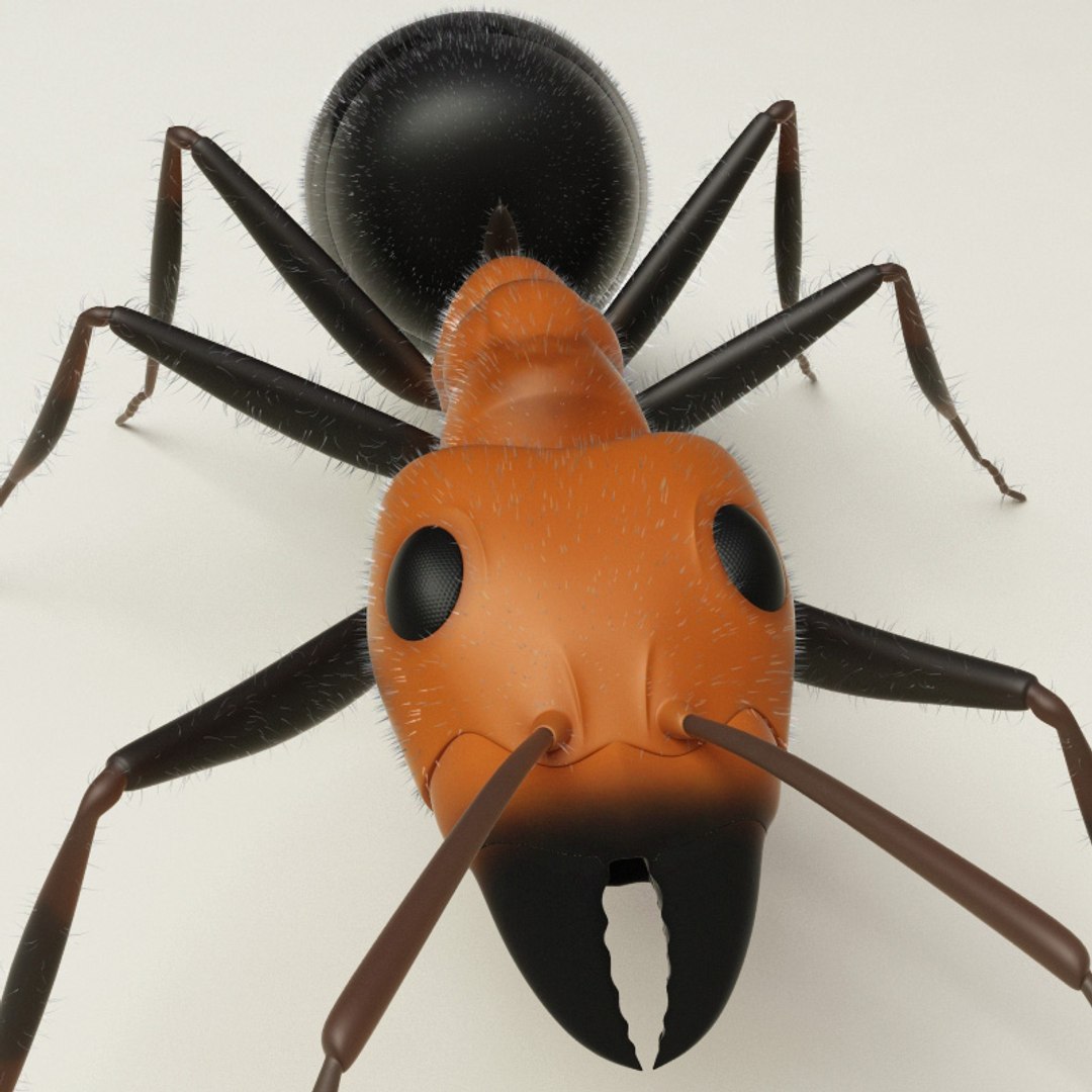 max insects set earthworm