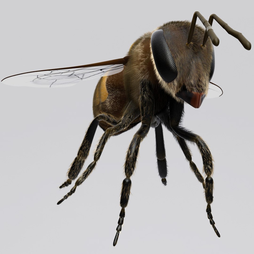 max insects set earthworm