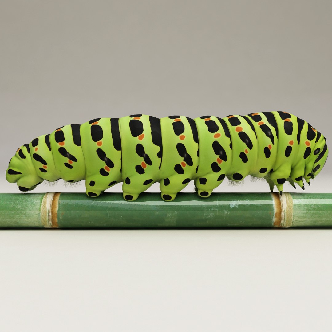 max insects set earthworm https://p.turbosquid.com/ts-thumb/jV/Rp1yHD/OJDgX0Sv/insects_collection_42/jpg/1312834586/1920x1080/fit_q87/4c755b109da07f03cfbef7cae637a8e056b89e91/insects_collection_42.jpg