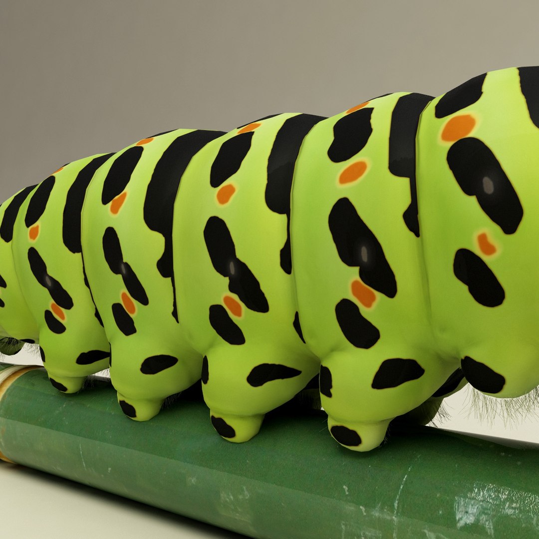 max insects set earthworm https://p.turbosquid.com/ts-thumb/jV/Rp1yHD/VjYZACKb/insects_collection_45/jpg/1312834586/1920x1080/fit_q87/2421f96fce2366c1c5e2dde2e18211ffb951f73f/insects_collection_45.jpg