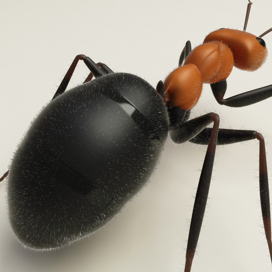 max insects set earthworm