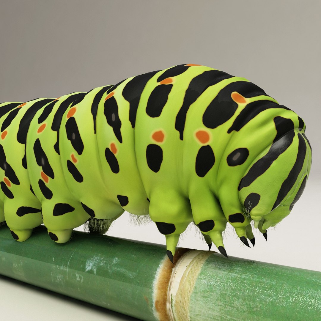 max insects set earthworm https://p.turbosquid.com/ts-thumb/jV/Rp1yHD/hbNg8HCZ/insects_collection_44/jpg/1312834586/1920x1080/fit_q87/0f3a282ee3697bbc9d36abed3a6f27dcad6df5ed/insects_collection_44.jpg