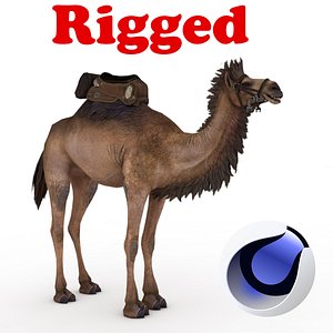 3D Camel Rigged