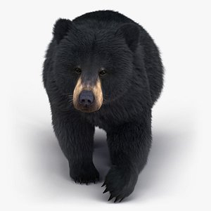 Black Bear (ANIMATED) (Fur)