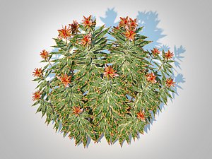 Euphoriba - Helena 3D model