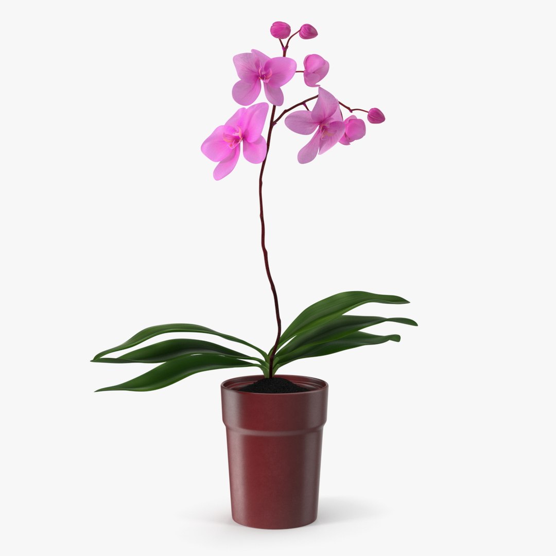 3D Pink Orchid in Red Pot model - TurboSquid 2083703