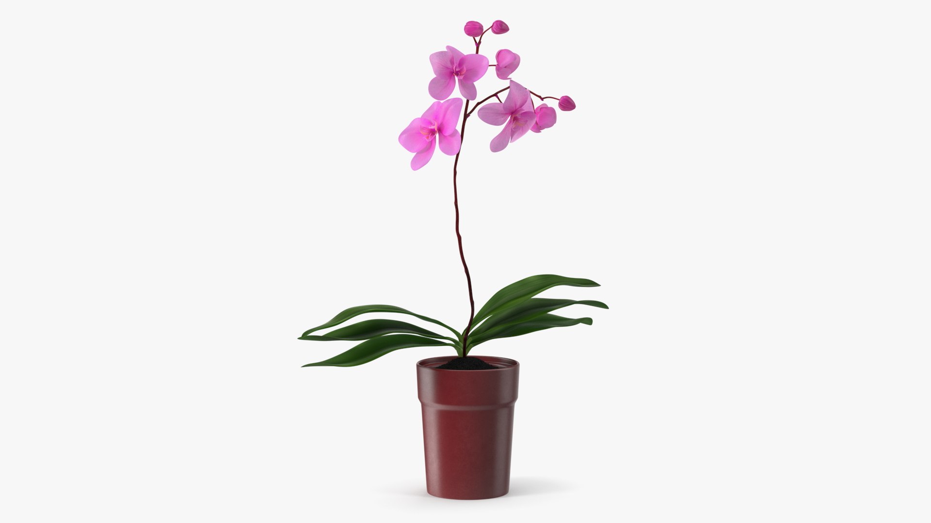Pink Orchid in Red Pot 3D model preview