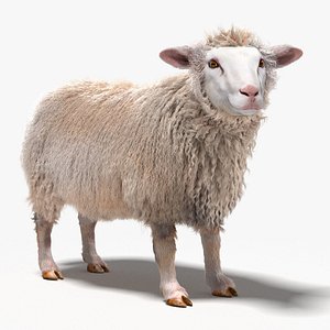 Sheep