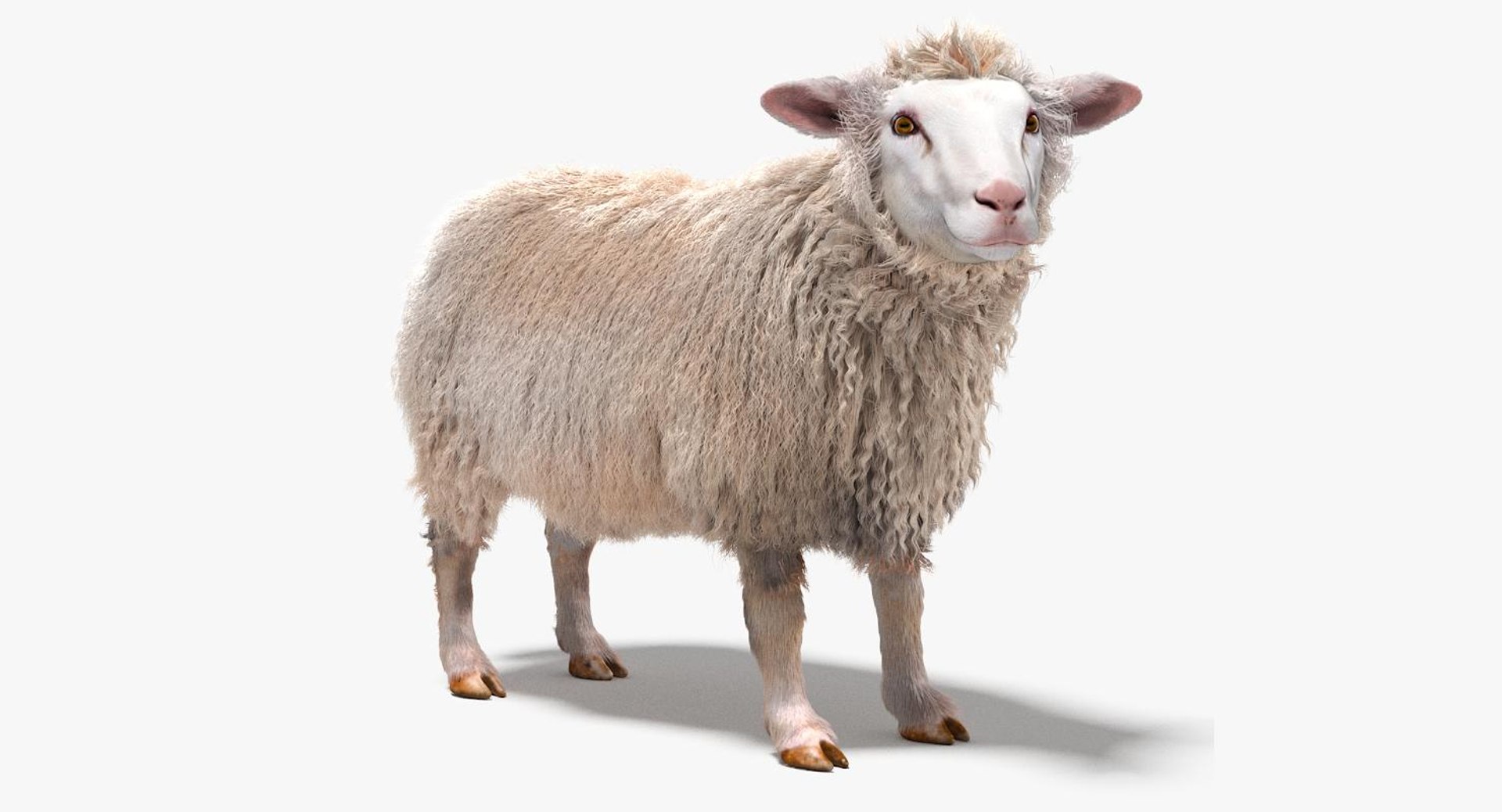 216,454 Sheep Wool Images, Stock Photos, 3D objects, & Vectors