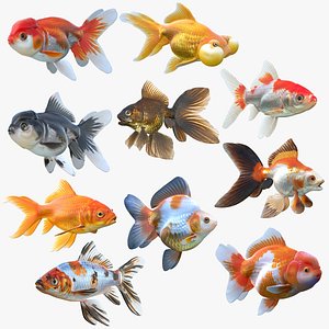 Goldfish Collection 3D