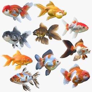Goldfish Collection