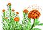 Scabiosa-Blumen 3D-Modell