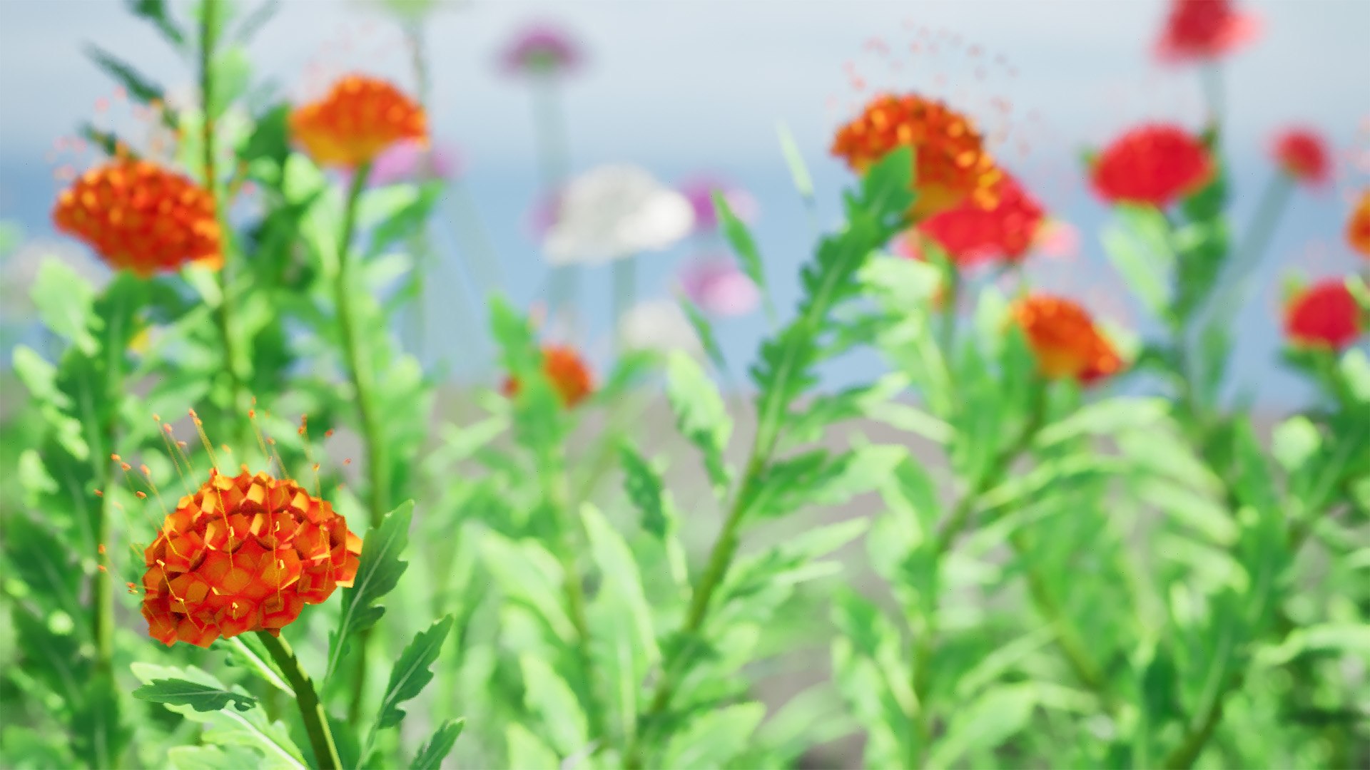 3D Scabiosa flowers 3d model https://p.turbosquid.com/ts-thumb/jW/12c7td/1D/highresscreenshot00003/jpg/1703960084/1920x1080/fit_q87/0b4da16a07f552265258b56d80e9ec48c2220a6d/highresscreenshot00003.jpg