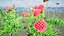 Scabiosa-Blumen 3D-Modell
