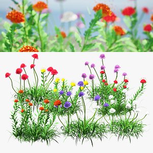 3D Scabiosa flowers 3d model