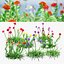 Scabiosa-Blumen 3D-Modell
