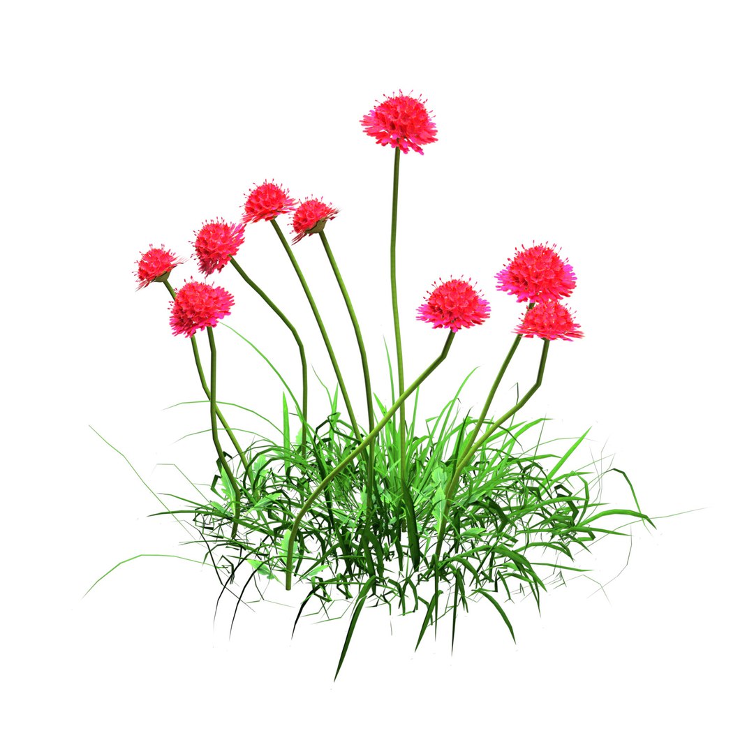 3D Scabiosa flowers 3d model https://p.turbosquid.com/ts-thumb/jW/12c7td/Ip/f_crimson_red_2/jpg/1703960078/1920x1080/fit_q87/490528db8b1c620af887d425c4006e5b6c3095c2/f_crimson_red_2.jpg
