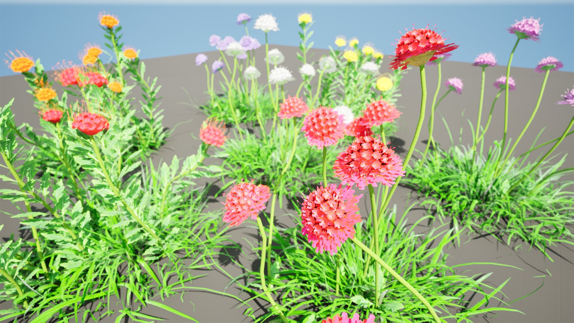 3D Scabiosa flowers 3d model https://p.turbosquid.com/ts-thumb/jW/12c7td/ir/highresscreenshot00004/jpg/1703960085/1920x1080/fit_q87/914cb04fa75342bb5d5f192f8afb3985aca6ac1b/highresscreenshot00004.jpg