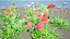 Scabiosa-Blumen 3D-Modell