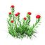 Scabiosa-Blumen 3D-Modell
