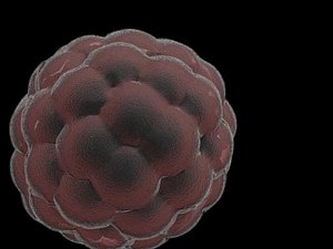 Platlet Cell