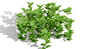 3D Realistic Woodland Strawberry Ground Cover