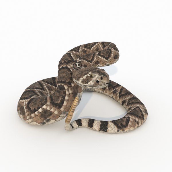 Rattlesnake 3D Models for Download | TurboSquid