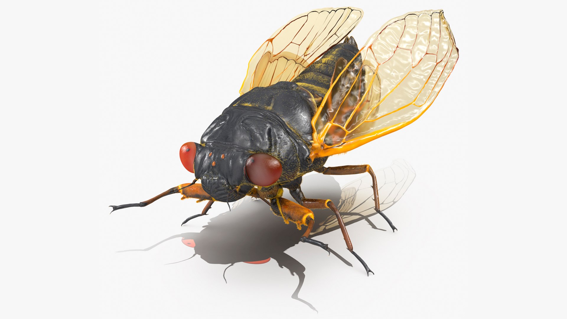 Pharaoh Cicada Fur Rigged 3D model preview