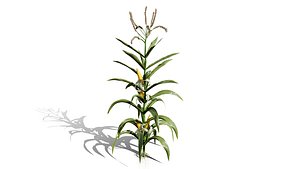 North American Corn Plant 3D Model Pack