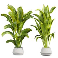 plant vol 1063 -  indoor - banana