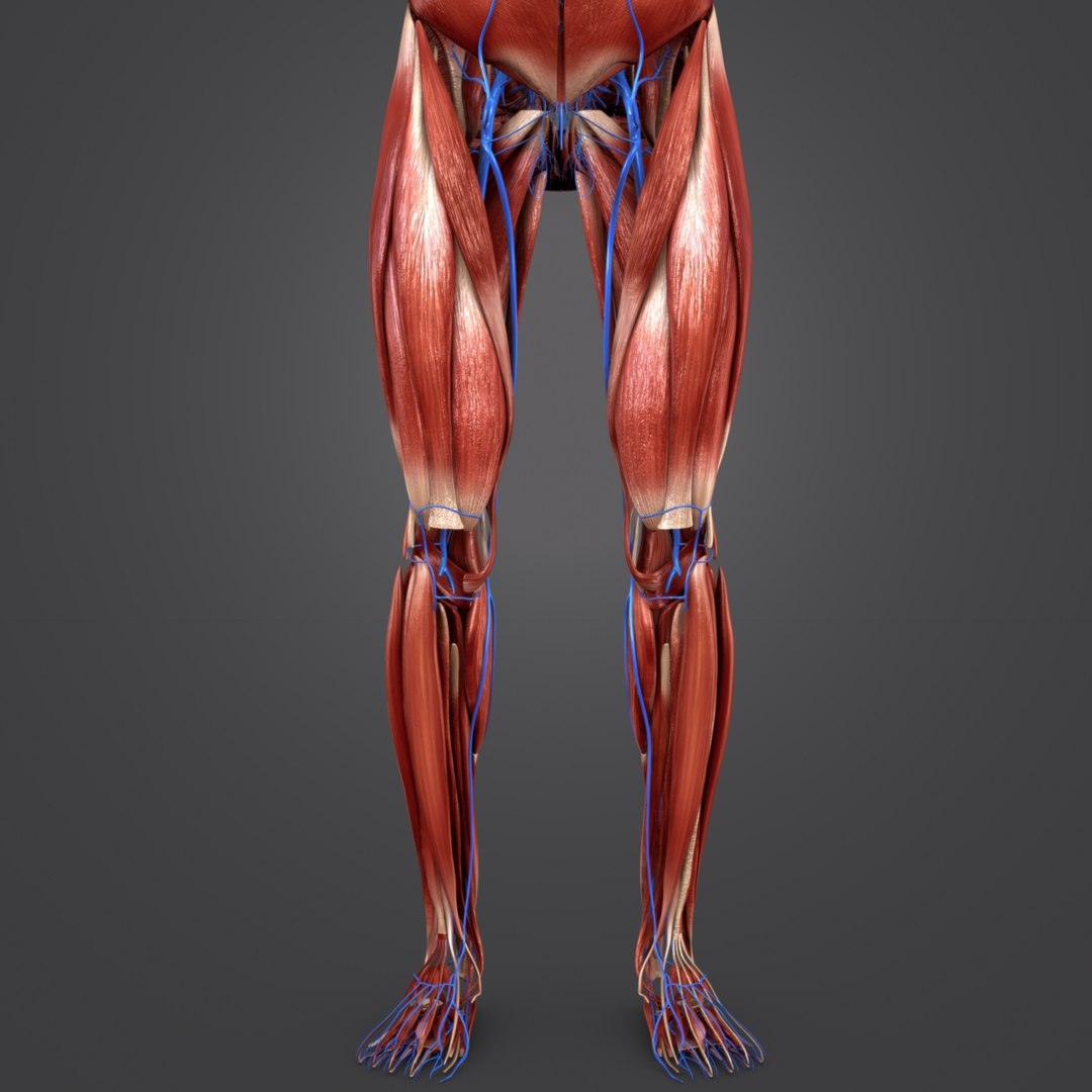 3D muscular muscles - TurboSquid 1268828