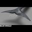 Blue Whale