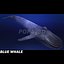 Blue Whale