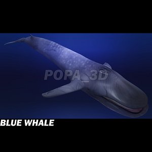 Blue Whale
