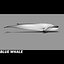 Blue Whale