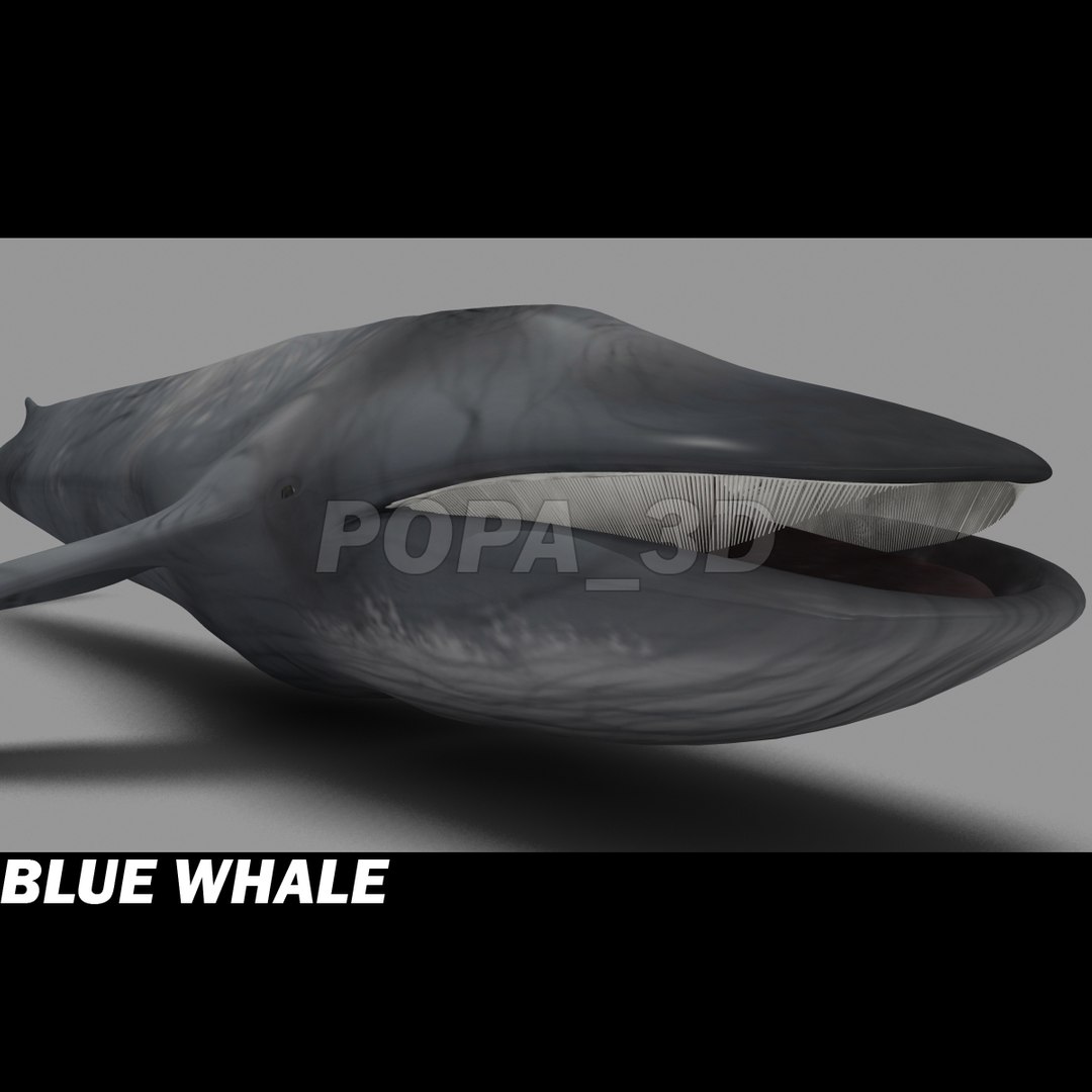 3ds max blue whale https://p.turbosquid.com/ts-thumb/jW/vYR7qT/z0EOgZHO/bluewhalee/jpg/1300474724/1920x1080/fit_q87/f4dea2cb9267cd2630105f847cfc970346a52e58/bluewhalee.jpg