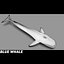 Blue Whale