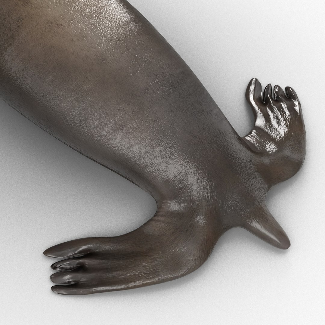 3d sea lion rigged https://p.turbosquid.com/ts-thumb/jX/8lgSFi/1zRdhZhB/sealionrigged3dmodel20/jpg/1443884554/1920x1080/fit_q87/1d137eb8fd952f378bcd6608bf2d430a07cf776a/sealionrigged3dmodel20.jpg