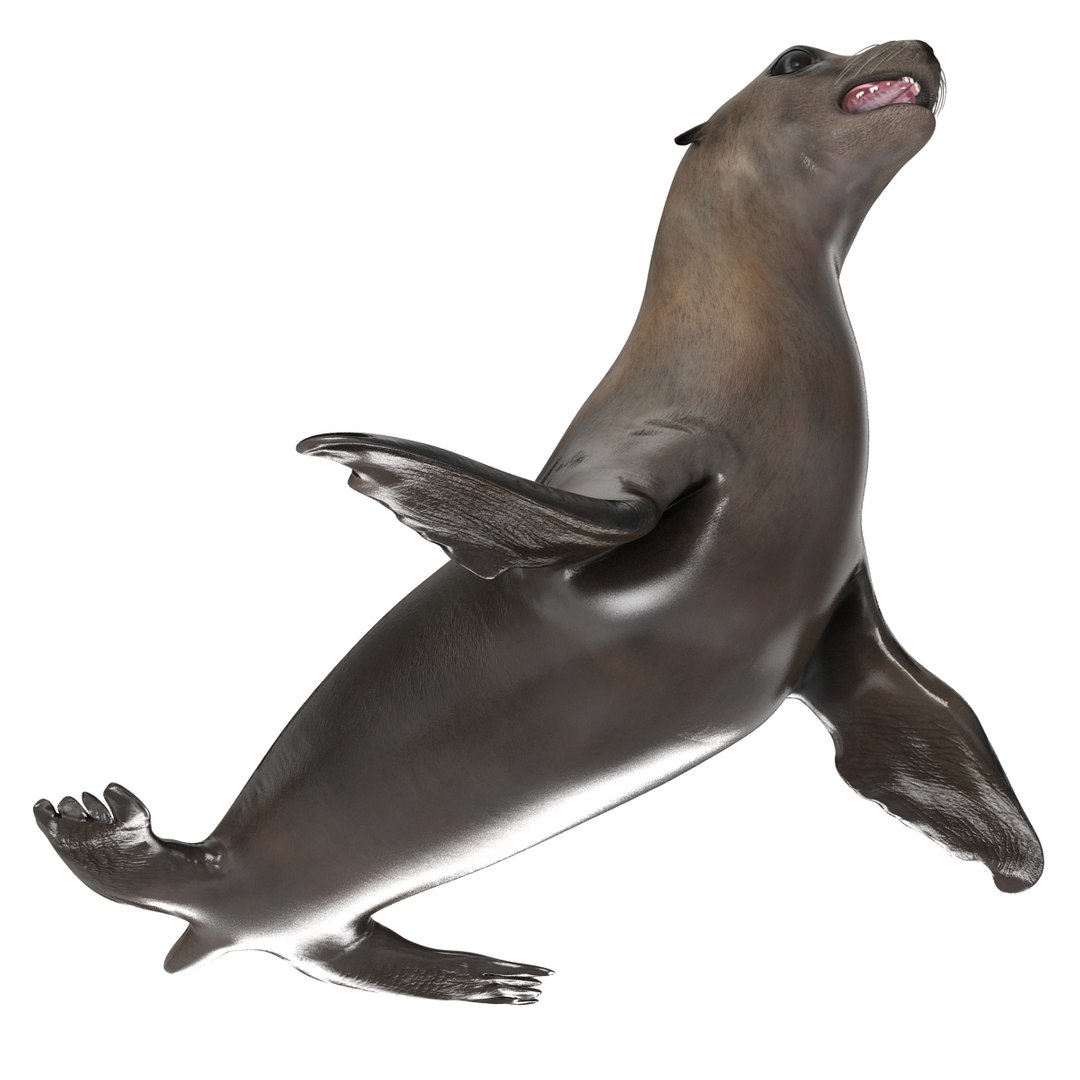 3d sea lion rigged https://p.turbosquid.com/ts-thumb/jX/8lgSFi/6hEPrEpP/sealionrigged3dmodel13/jpg/1443884554/1920x1080/fit_q87/e30d0ba484e939887ab8d8d036f2f2fadaeab8af/sealionrigged3dmodel13.jpg