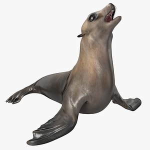 Sea Lion Rigged