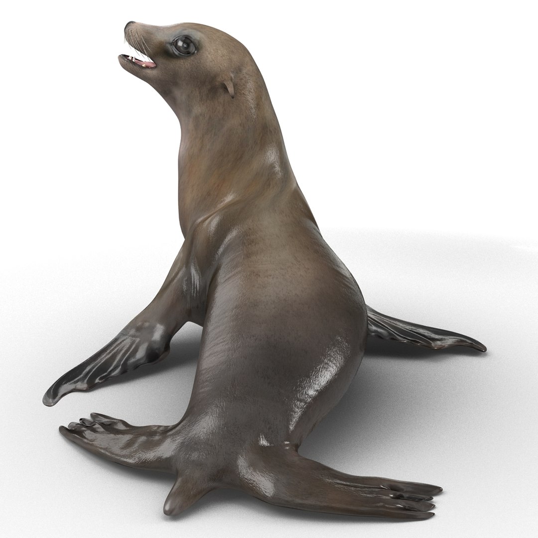 3d sea lion rigged https://p.turbosquid.com/ts-thumb/jX/8lgSFi/FeHc4S5b/sealionrigged3dmodel05/jpg/1443884554/1920x1080/fit_q87/971d5e9ea391f0bf5ac1d674de1cedb2a23c5068/sealionrigged3dmodel05.jpg