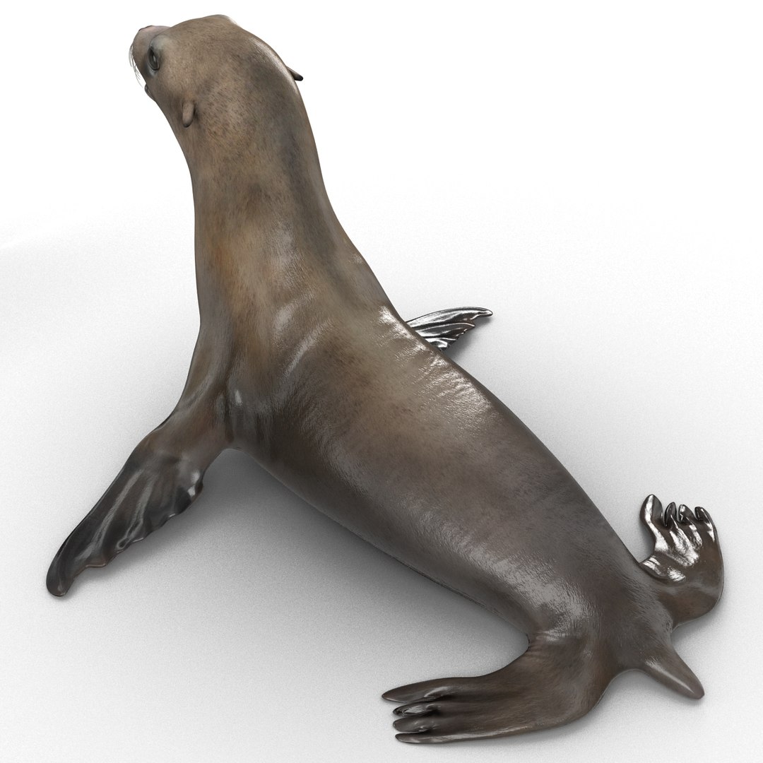 3d sea lion rigged https://p.turbosquid.com/ts-thumb/jX/8lgSFi/GrI64kxk/sealionrigged3dmodel08/jpg/1443884554/1920x1080/fit_q87/794b4557bd3ceb1e4005d7f44ea2f57054db9e70/sealionrigged3dmodel08.jpg