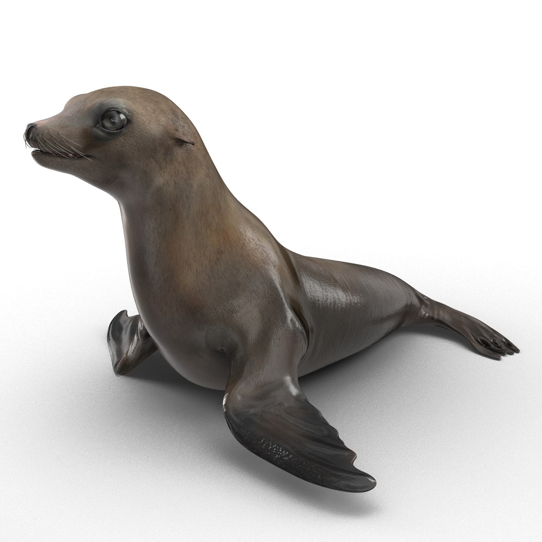 3d sea lion rigged https://p.turbosquid.com/ts-thumb/jX/8lgSFi/HBPwbhne/sealionrigged3dmodel10/jpg/1443884554/1920x1080/fit_q87/235e267b5f2a36f388cd00337472e3c9cc0a5621/sealionrigged3dmodel10.jpg