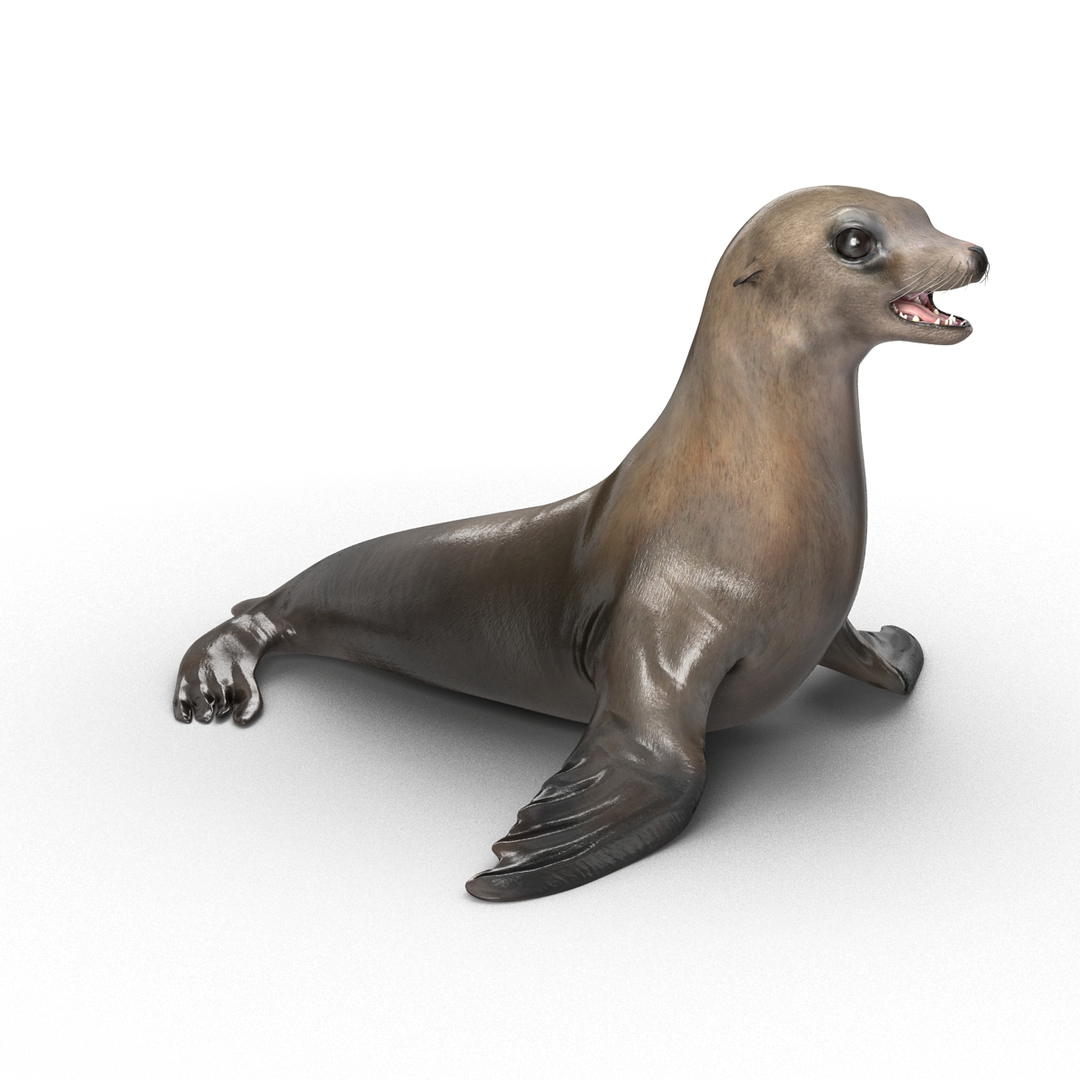3d sea lion rigged https://p.turbosquid.com/ts-thumb/jX/8lgSFi/HaHFNxHf/sea_lion_360/jpg/1443884655/1920x1080/turn_fit_q99/b97dd84dc96e472635b4c3853c46efb44b531c1d/sea_lion_360-1.jpg