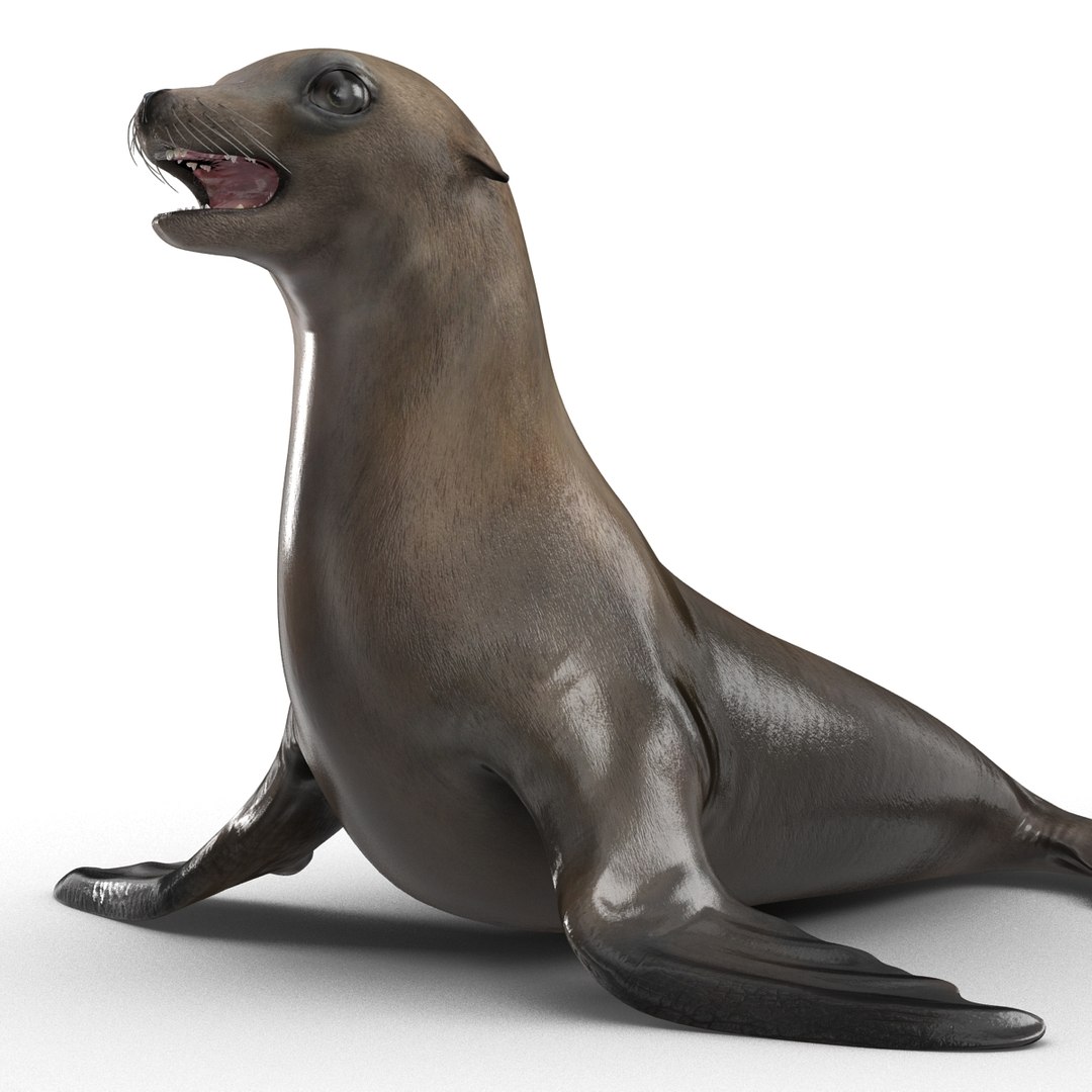 3d sea lion rigged https://p.turbosquid.com/ts-thumb/jX/8lgSFi/Q3LaiGwu/sealionrigged3dmodel14/jpg/1443884554/1920x1080/fit_q87/9b5e5125c6e04b63fb586d63130dd5ee4a317839/sealionrigged3dmodel14.jpg
