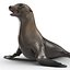 Sea Lion Rigged