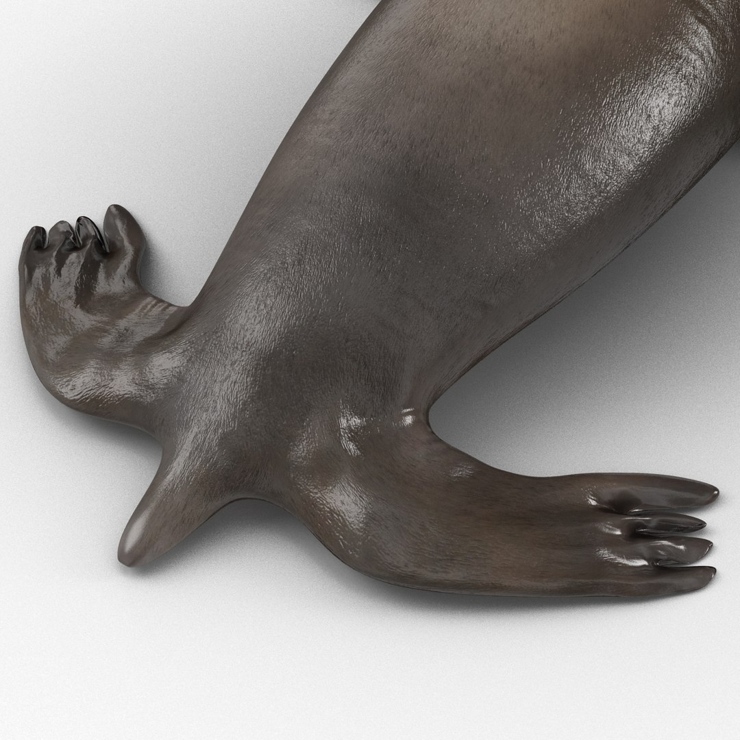 3d sea lion rigged https://p.turbosquid.com/ts-thumb/jX/8lgSFi/WcNZrZQD/sealionrigged3dmodel16/jpg/1443884554/1920x1080/fit_q87/9a719da712a3cbbb10431c54dedaf819e443049e/sealionrigged3dmodel16.jpg