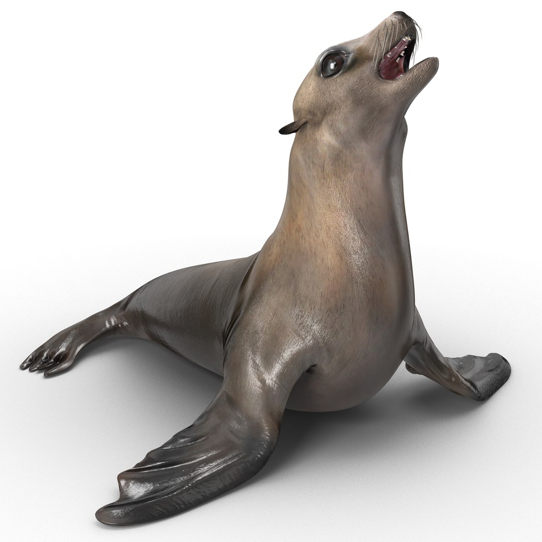 Sea Lion Rigged 3D model preview