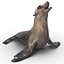 Sea Lion Rigged