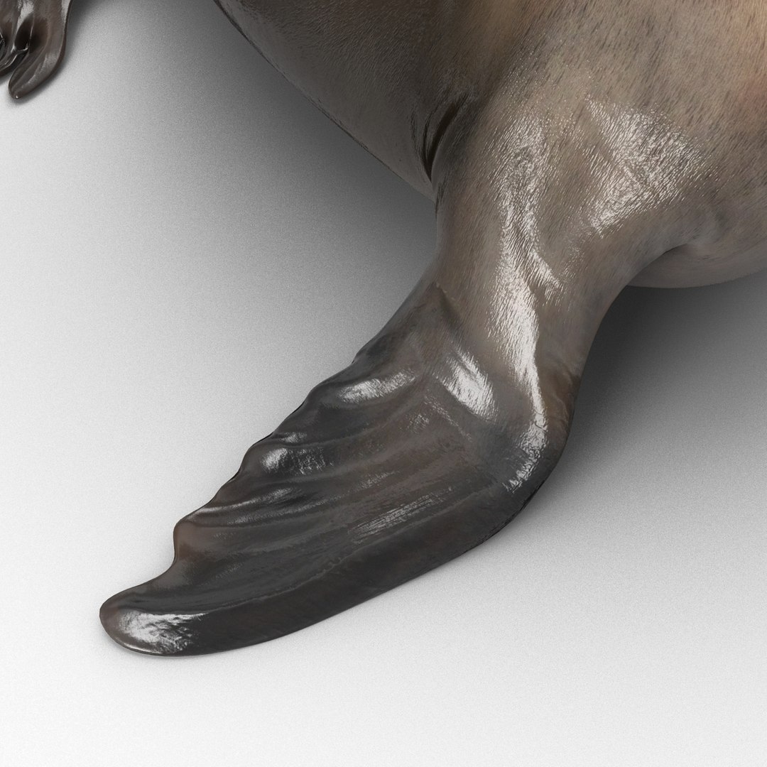 3d sea lion rigged https://p.turbosquid.com/ts-thumb/jX/8lgSFi/bqbZ0yMW/sealionrigged3dmodel17/jpg/1443884554/1920x1080/fit_q87/2d0b94174f89b59441d22fbcaf4ac8f2d4d9fcf5/sealionrigged3dmodel17.jpg